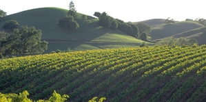 Vinepower has implemented a FileMaker database to improve vineyard operations.